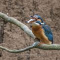Eisvogel (Alcedo atthis) Weibchen