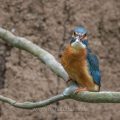 Eisvogel (Alcedo atthis) Weibchen