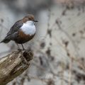 Wasseramsel (Cinclus cinclus)