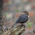 Wasseramsel (Cinclus cinclus)