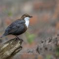 Wasseramsel (Cinclus cinclus)