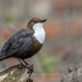 Wasseramsel (Cinclus cinclus)