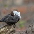 Wasseramsel (Cinclus cinclus)