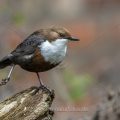 Wasseramsel (Cinclus cinclus)