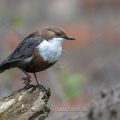 Wasseramsel (Cinclus cinclus)