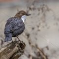 Wasseramsel (Cinclus cinclus)