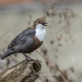 Wasseramsel (Cinclus cinclus)