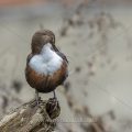 Wasseramsel (Cinclus cinclus)