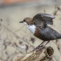 Wasseramsel (Cinclus cinclus)