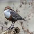 Wasseramsel (Cinclus cinclus)