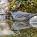 Mönchsgrasmücke (Sylvia atricapilla) Männchen, badend