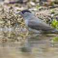 Mönchsgrasmücke (Sylvia atricapilla) Männchen, badend