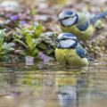 Blaumeisen (Parus caeruleus) badend