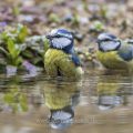 Blaumeise (Parus caeruleus) badend