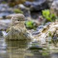 Zilpzalp (Phylloscopus collybita)
