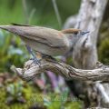 Mönchsgrasmücke (Sylvia atricapilla) Weibchen