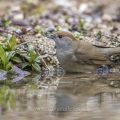 Mönchsgrasmücke (Sylvia atricapilla) Weibchen, badend