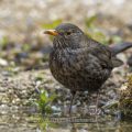 Amsel (Turdus merula) Weibchen