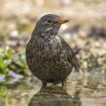 Amsel (Turdus merula) Weibchen