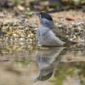 Mönchsgrasmücke (Sylvia atricapilla) Männchen, badend
