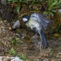 Kohlmeise (parus major)