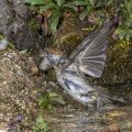 Mönchsgrasmücke (Sylvia atricapilla) Weibchen, badend