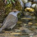 Mönchsgrasmücke (Sylvia atricapilla) Weibchen, badend