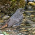 Hausrotschwanz (Phoenicurus ochruros) Weibchen badet