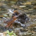 Hausrotschwanz (Phoenicurus ochruros) Weibchen badet