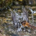 Hausrotschwanz (Phoenicurus ochruros) Weibchen badet