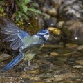 Blaumeise (Parus caeruleus) badend