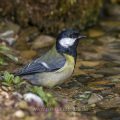 Kohlmeise (parus major)