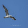 Mittelmeermöwe (Larus michahellis)
