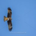 Schwarzmilan (Milvus migrans)