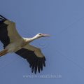 Weißstorch (Ciconia ciconia)