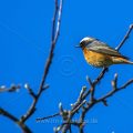 Gartenrotschwanz (Phoenicurus phoenicurus) Männchen