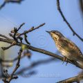 Wendehals (Jynx torquilla)