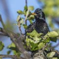 Star (Sturnus vulgaris)