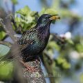 Star (Sturnus vulgaris)