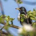 Star (Sturnus vulgaris)