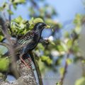 Star (Sturnus vulgaris)