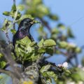 Star (Sturnus vulgaris)
