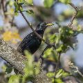 Star (Sturnus vulgaris)