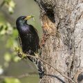 Star (Sturnus vulgaris)