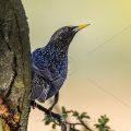 Star (Sturnus vulgaris)