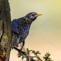 Star (Sturnus vulgaris)