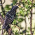 Star (Sturnus vulgaris)