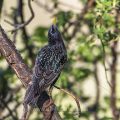 Star (Sturnus vulgaris)