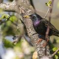 Star (Sturnus vulgaris)