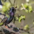 Star (Sturnus vulgaris)